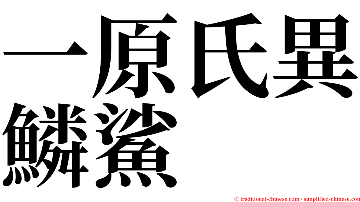 一原氏異鱗鯊 serif font