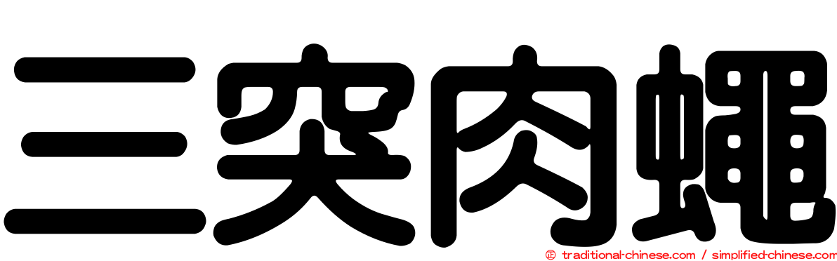 三突肉蠅