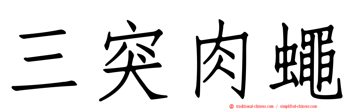 三突肉蠅