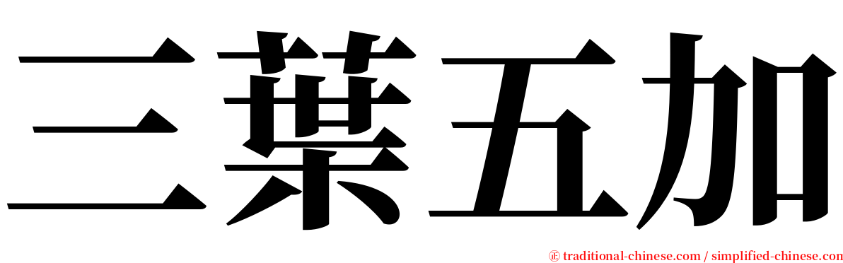 三葉五加 serif font