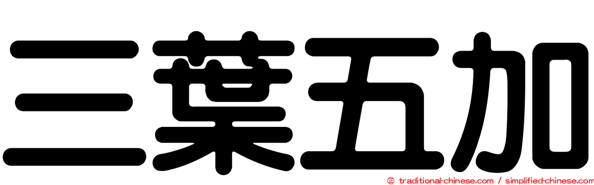 三葉五加