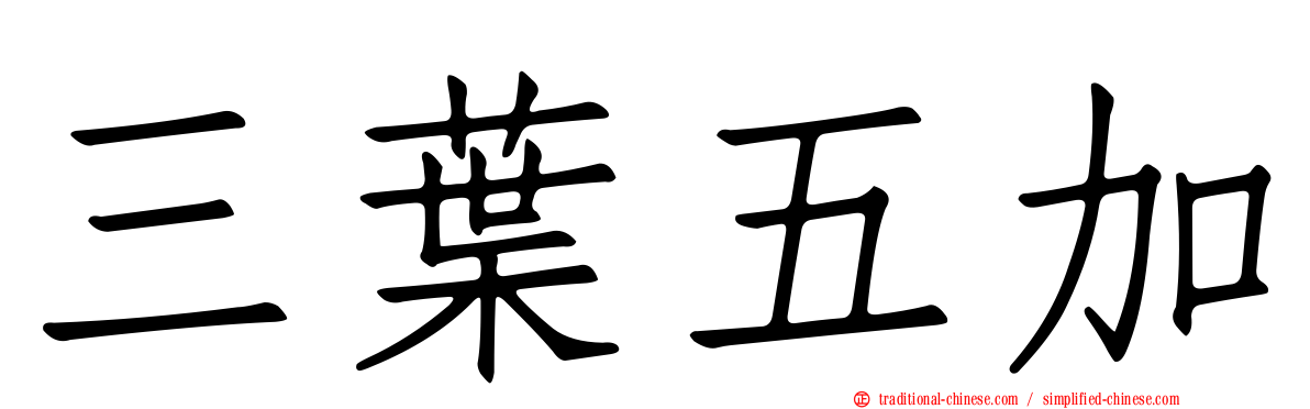 三葉五加