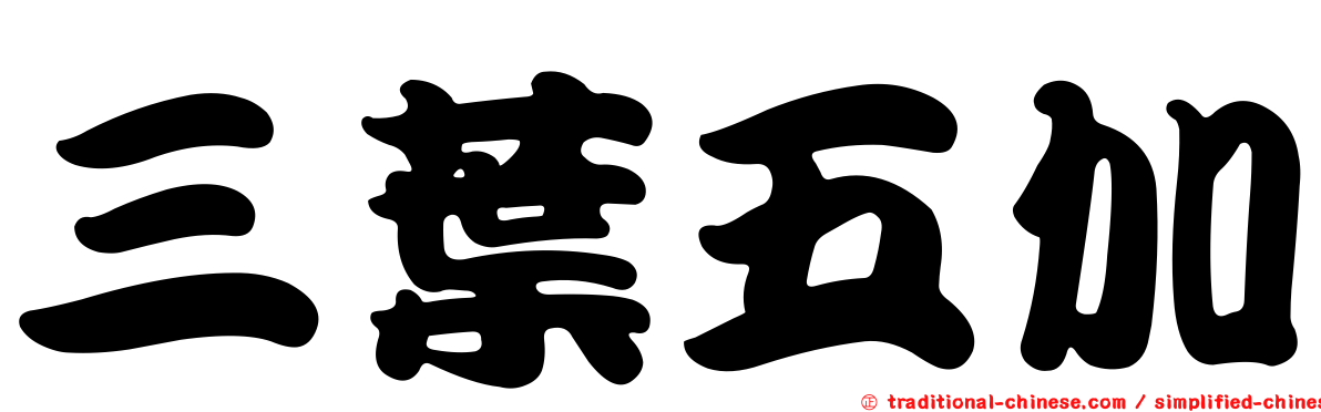 三葉五加