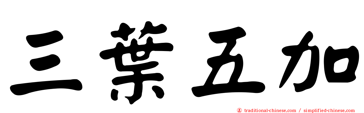 三葉五加