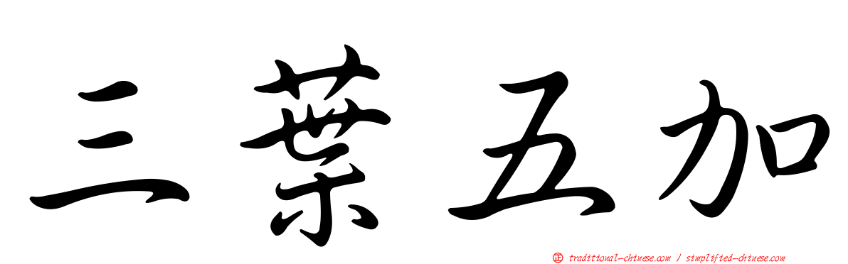 三葉五加