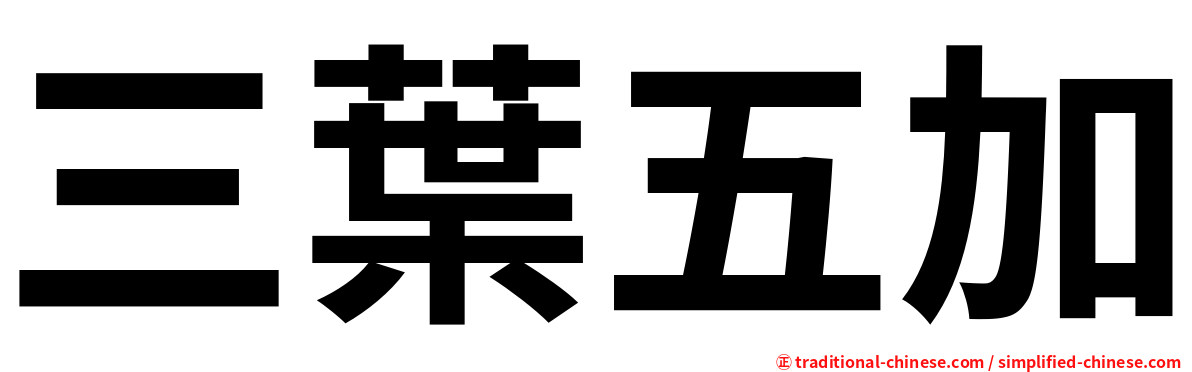 三葉五加