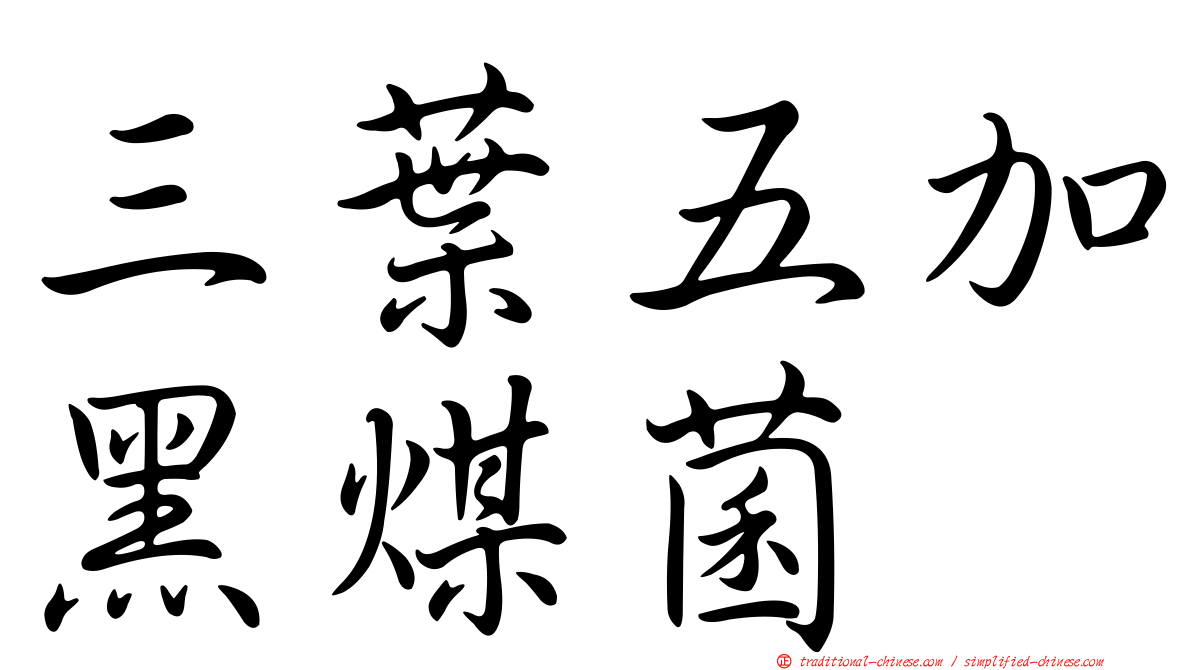 三葉五加黑煤菌