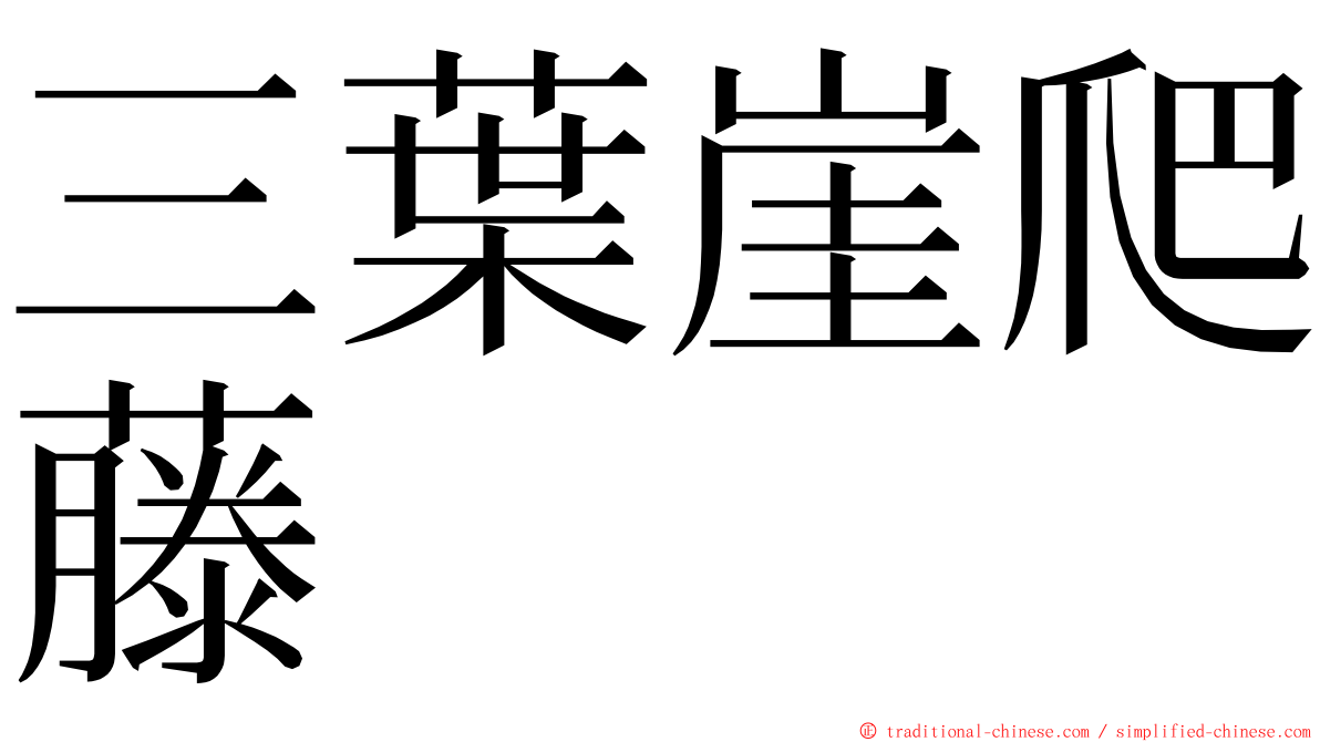 三葉崖爬藤 ming font