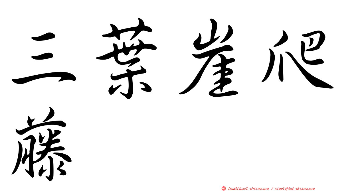 三葉崖爬藤