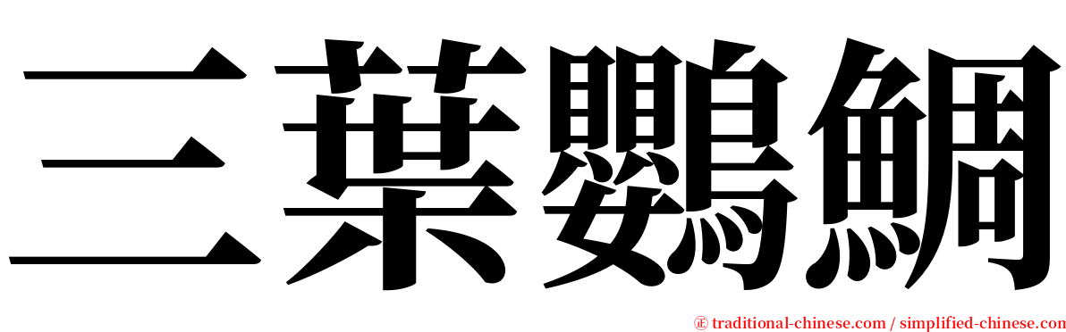 三葉鸚鯛 serif font