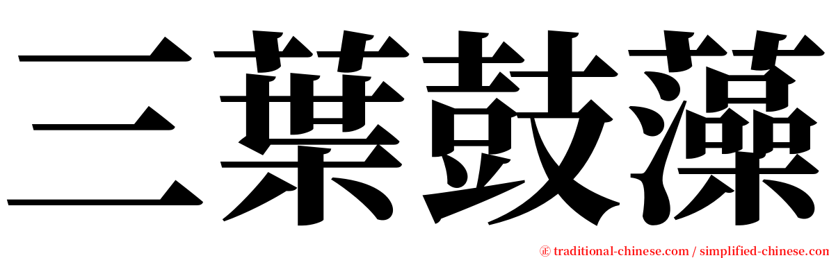 三葉鼓藻 serif font