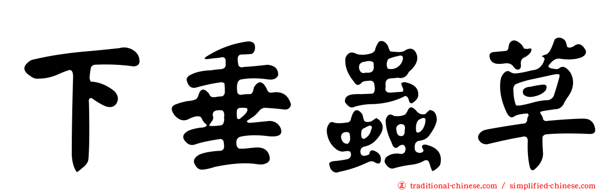 下垂蟲草