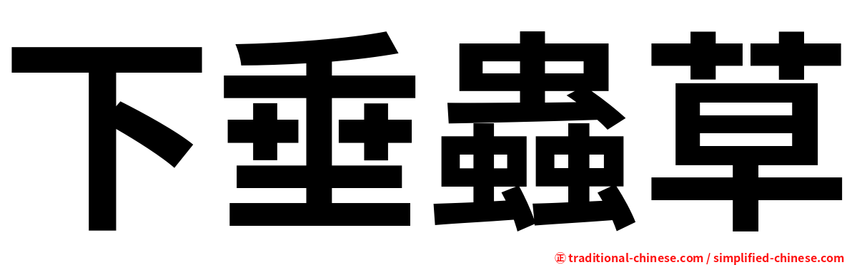 下垂蟲草
