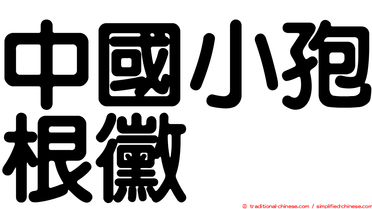 中國小孢根黴