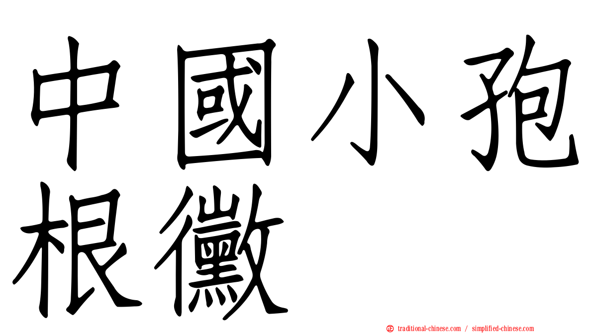 中國小孢根黴