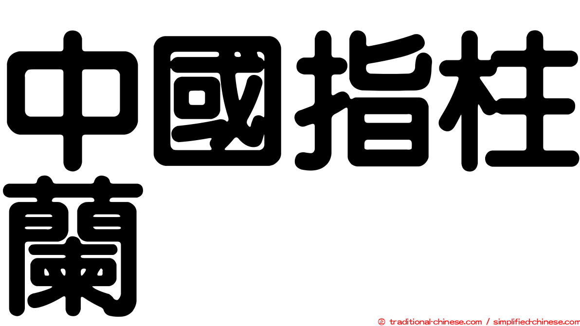 中國指柱蘭