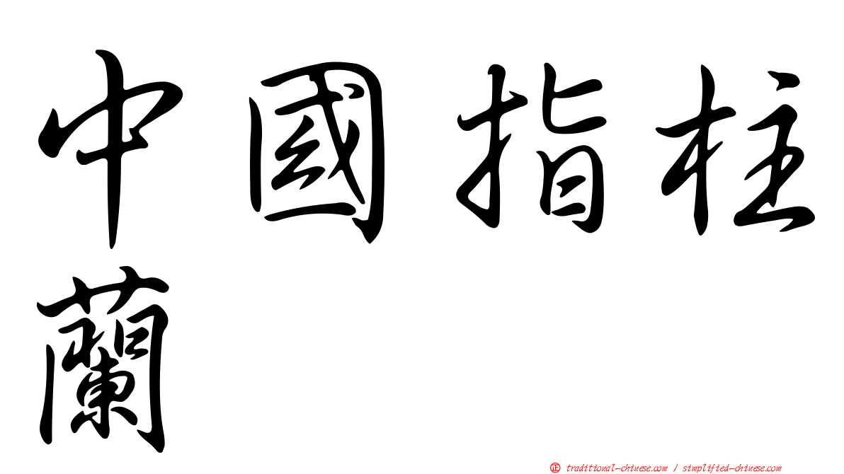 中國指柱蘭