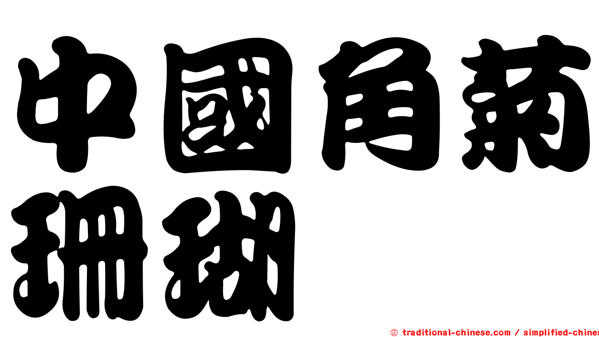 中國角菊珊瑚