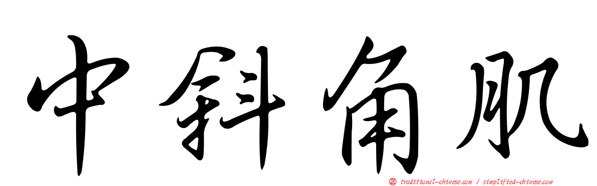 中斜角肌