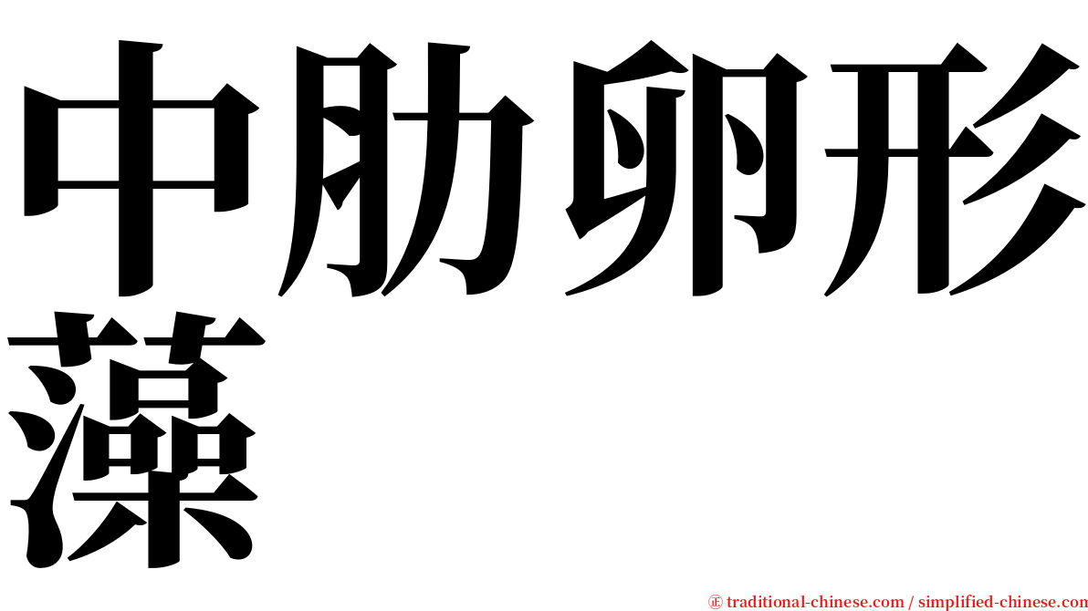中肋卵形藻 serif font