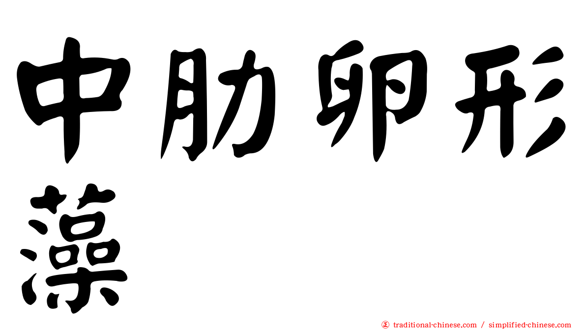 中肋卵形藻