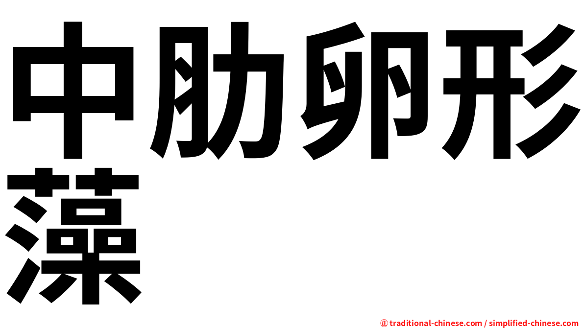 中肋卵形藻