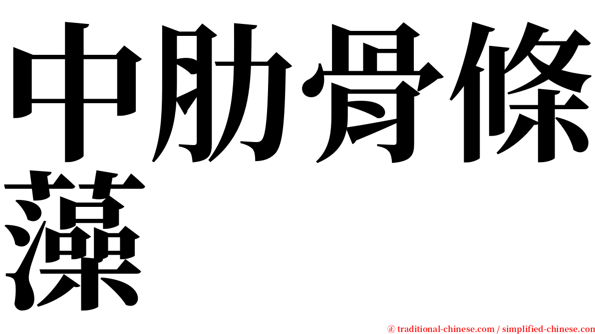 中肋骨條藻 serif font