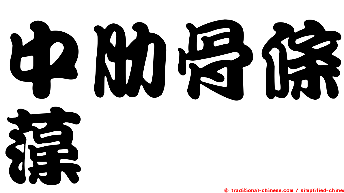 中肋骨條藻