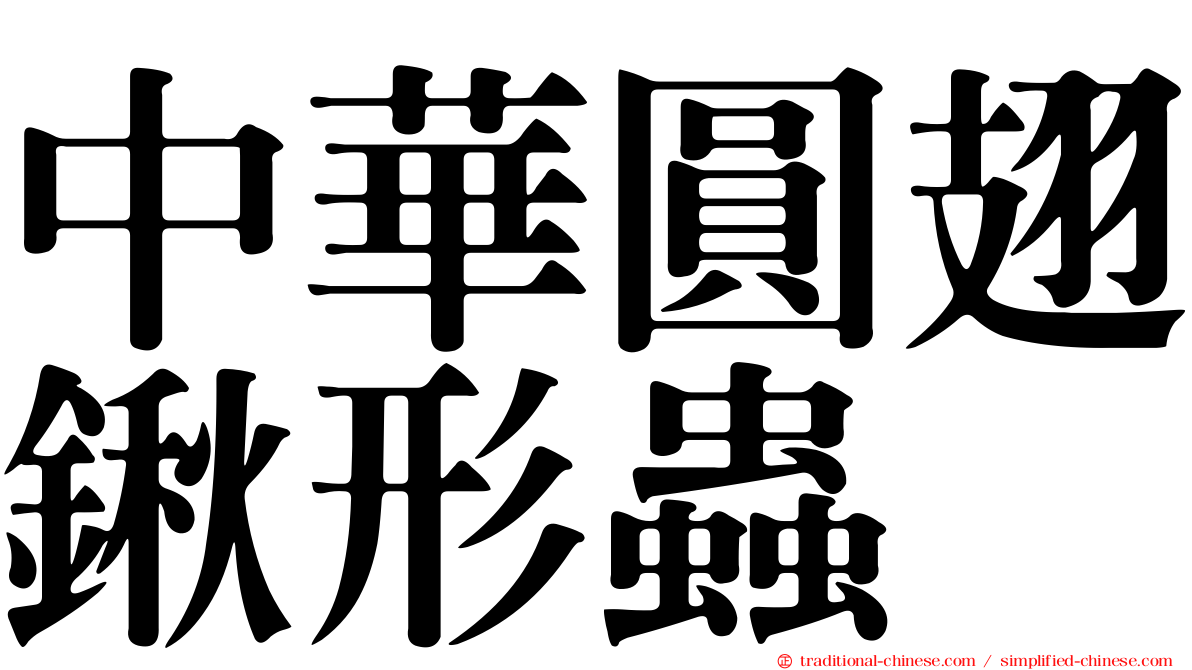 中華圓翅鍬形蟲