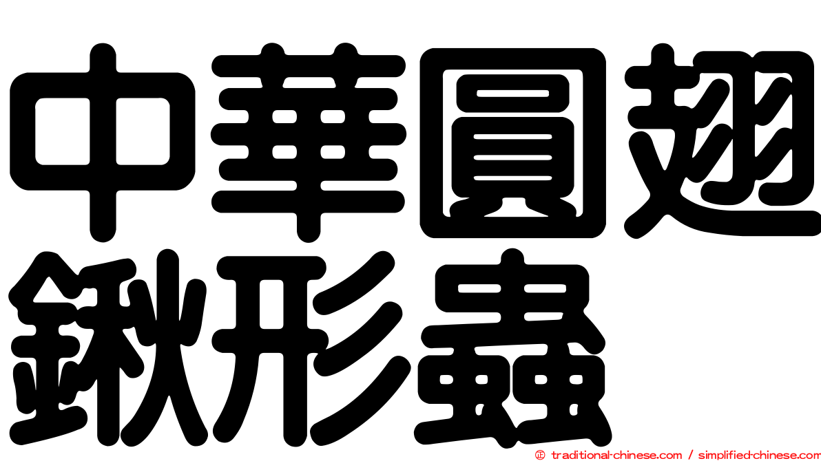 中華圓翅鍬形蟲