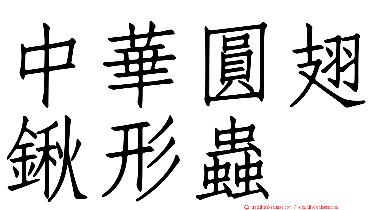 中華圓翅鍬形蟲