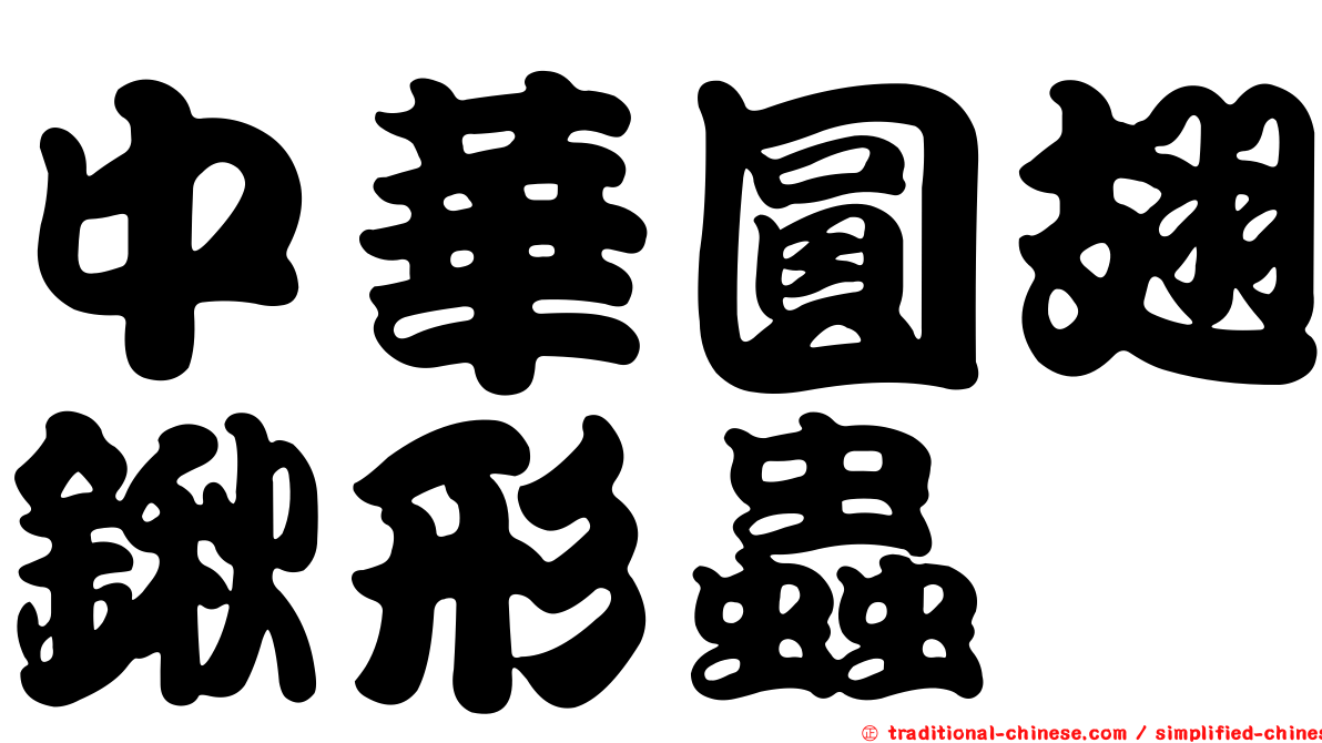 中華圓翅鍬形蟲