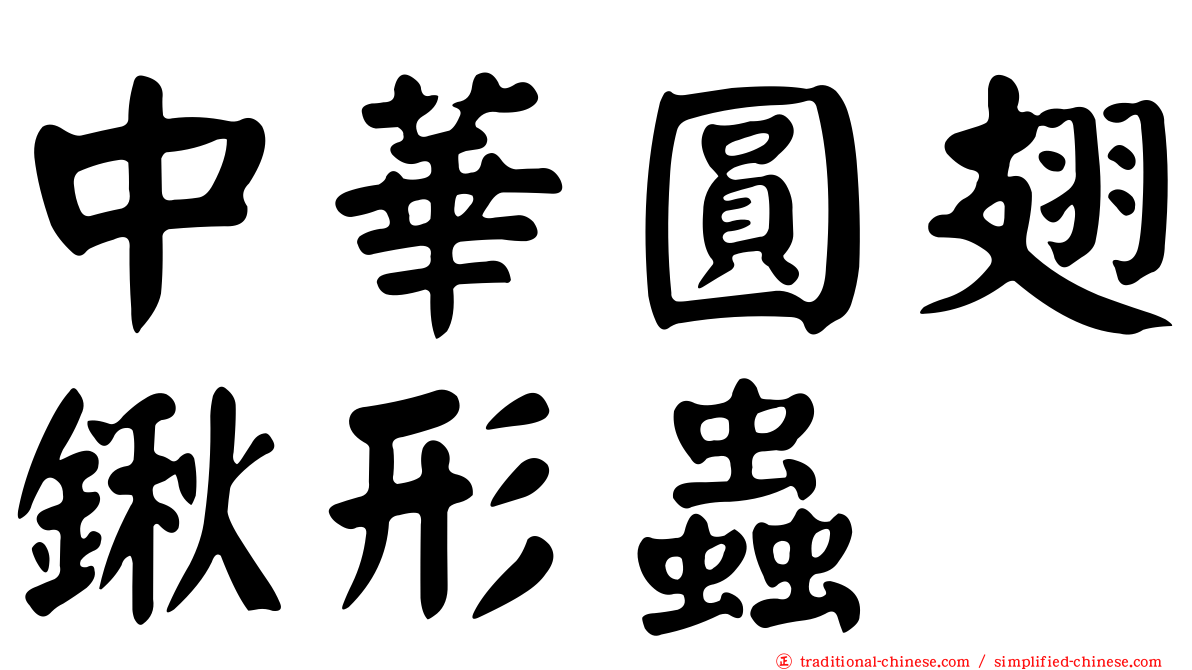 中華圓翅鍬形蟲