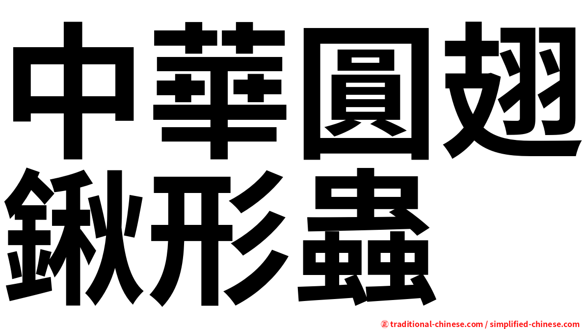 中華圓翅鍬形蟲