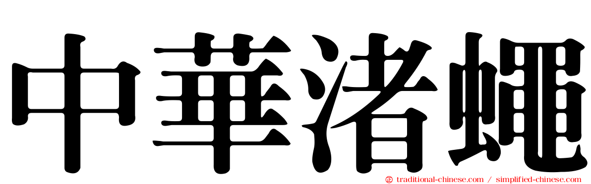 中華渚蠅