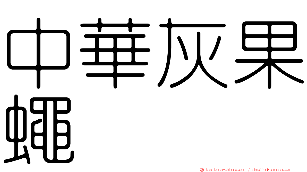 中華灰果蠅
