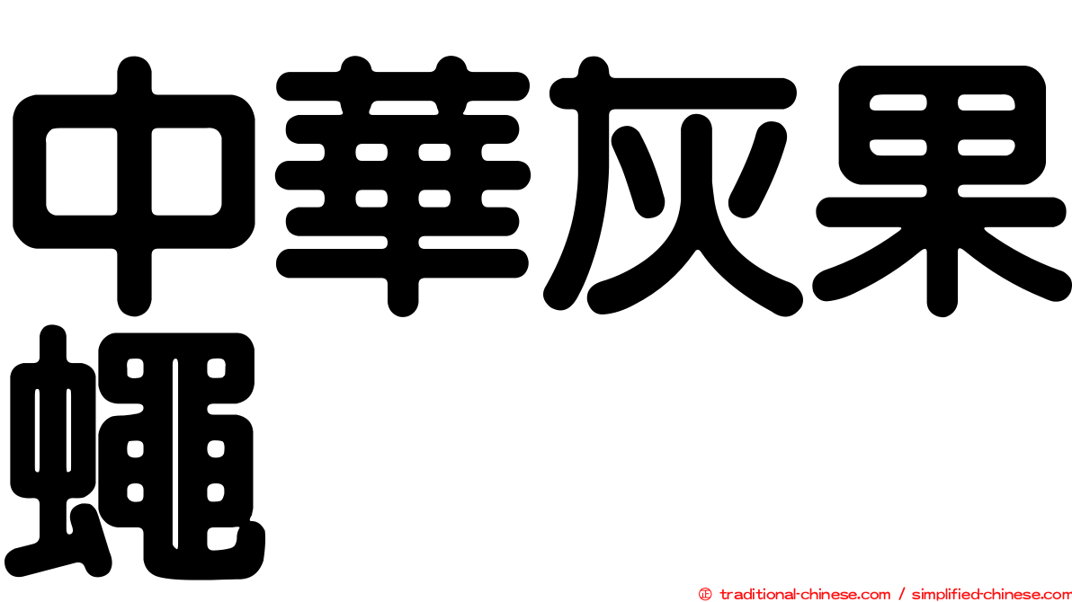 中華灰果蠅