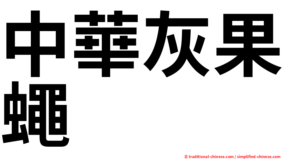 中華灰果蠅