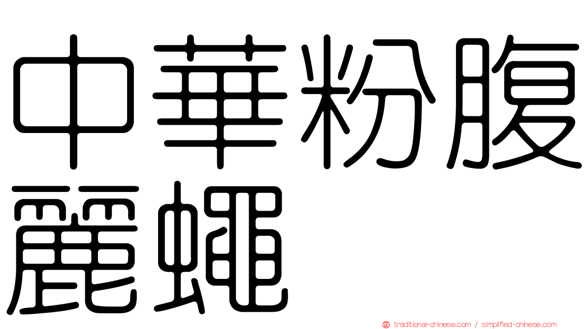 中華粉腹麗蠅