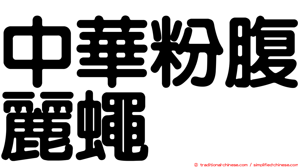 中華粉腹麗蠅