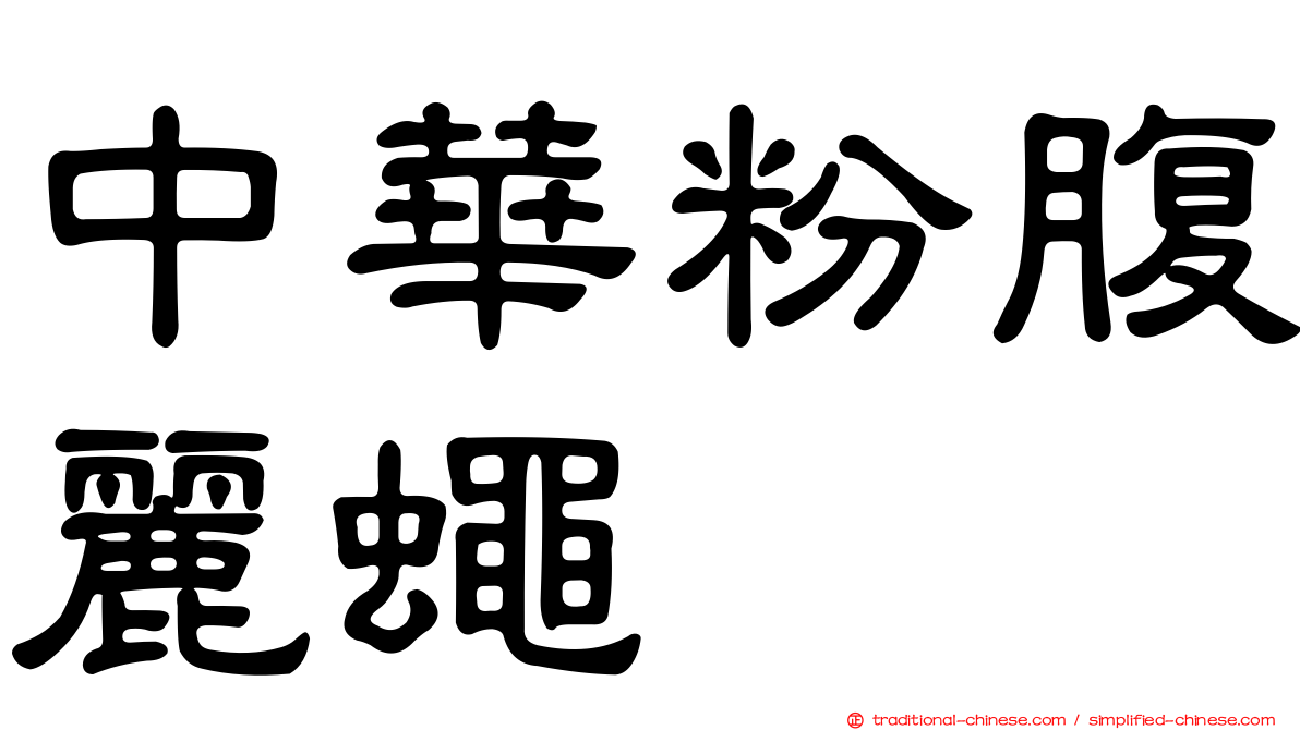 中華粉腹麗蠅