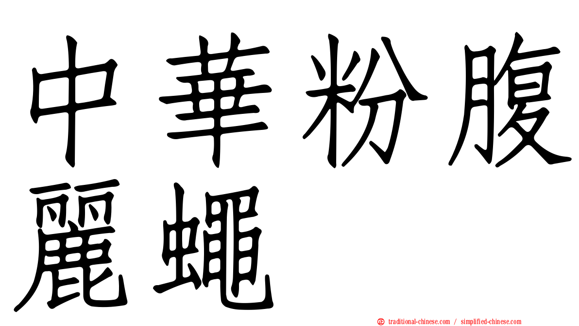 中華粉腹麗蠅