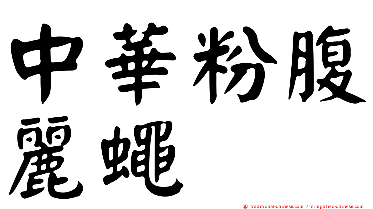 中華粉腹麗蠅
