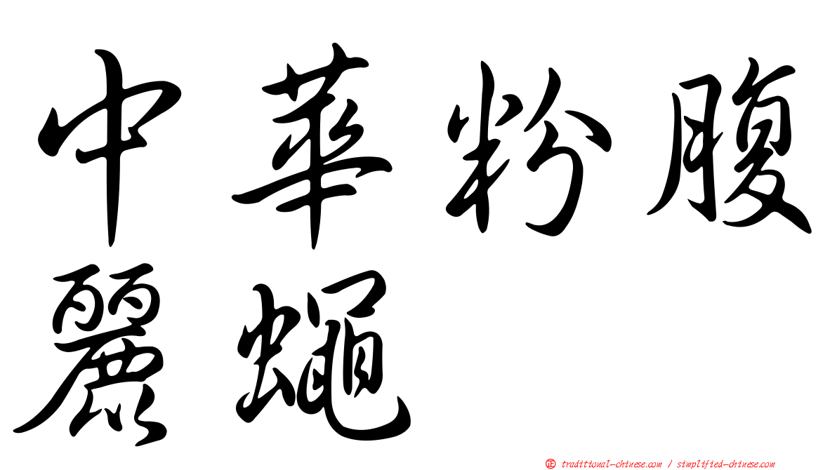 中華粉腹麗蠅