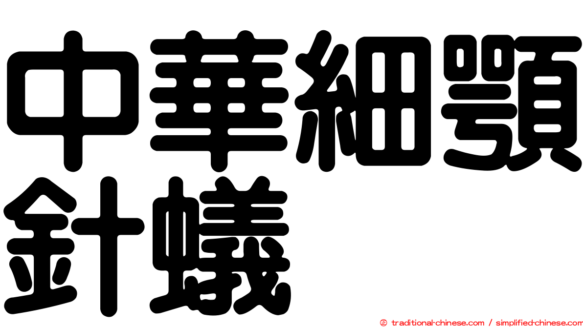 中華細顎針蟻
