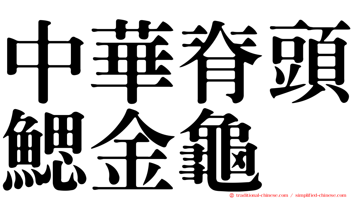 中華脊頭鰓金龜