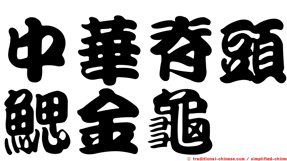 中華脊頭鰓金龜