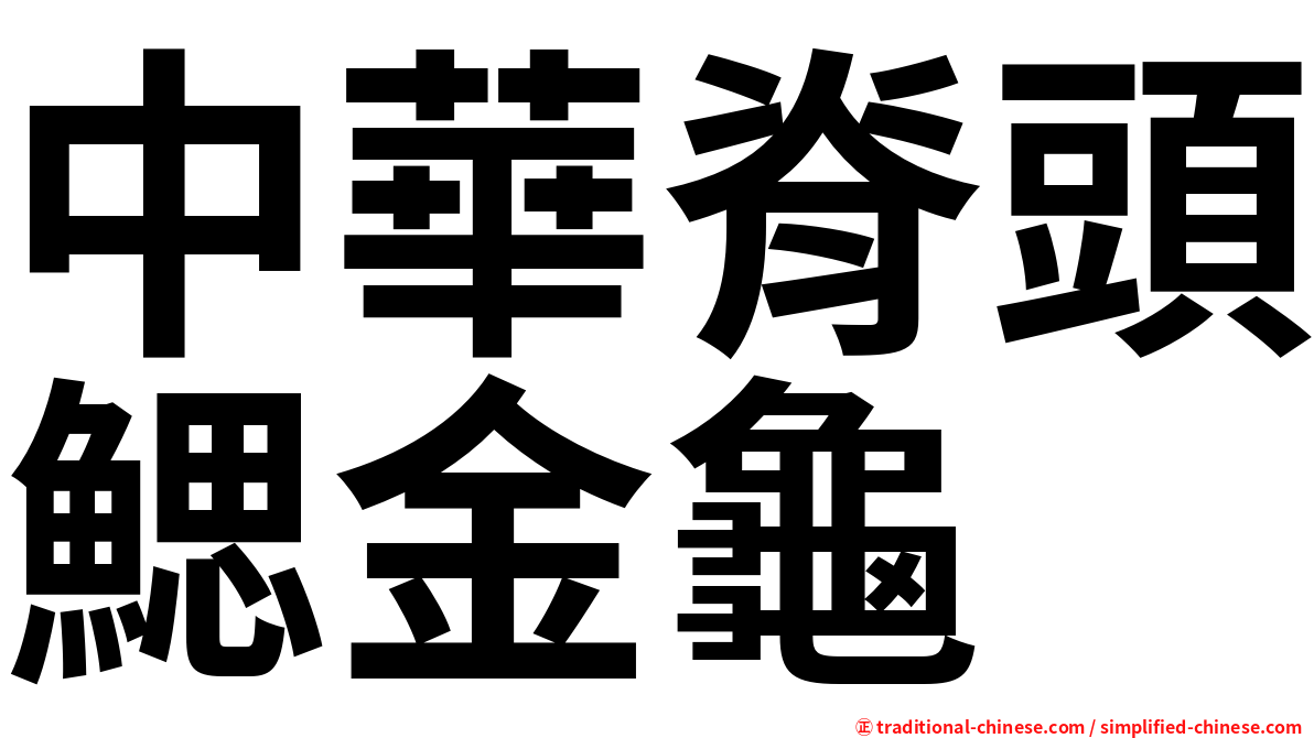 中華脊頭鰓金龜