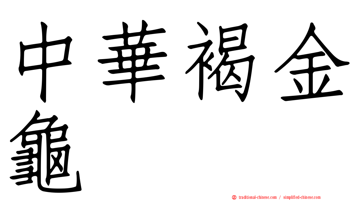 中華褐金龜