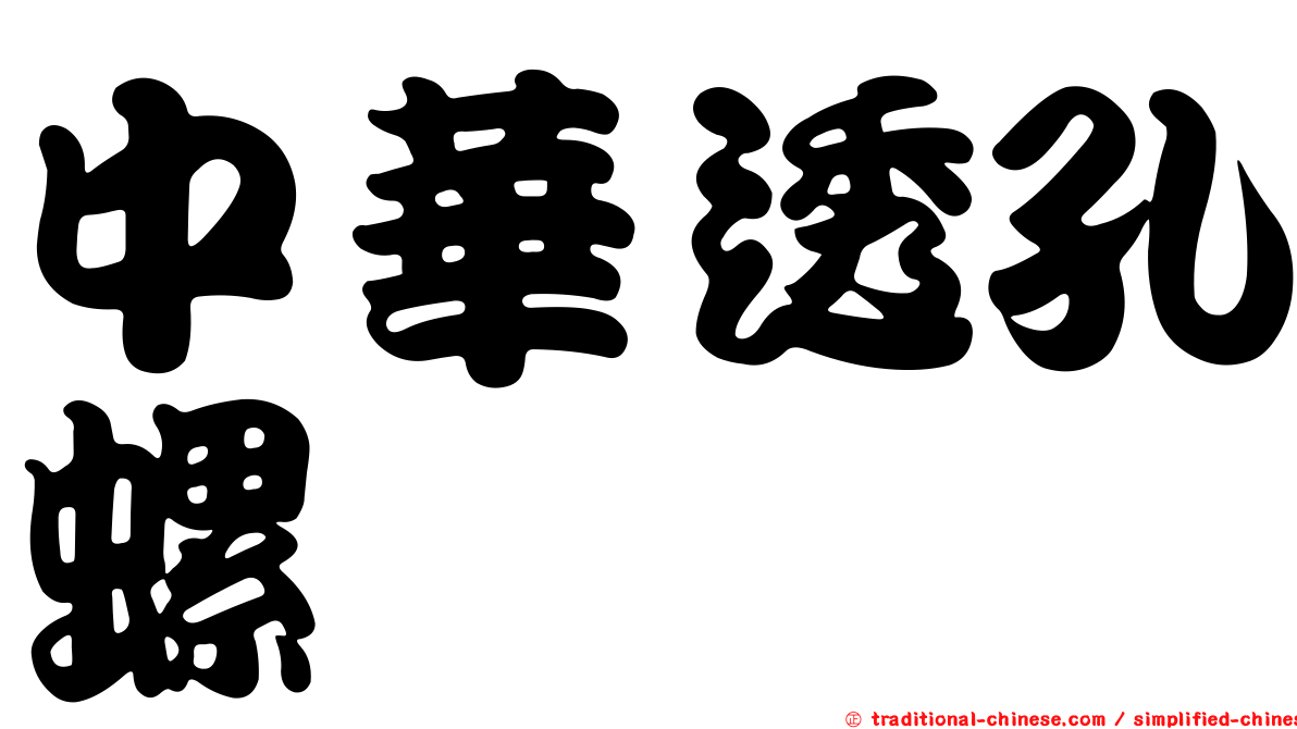 中華透孔螺